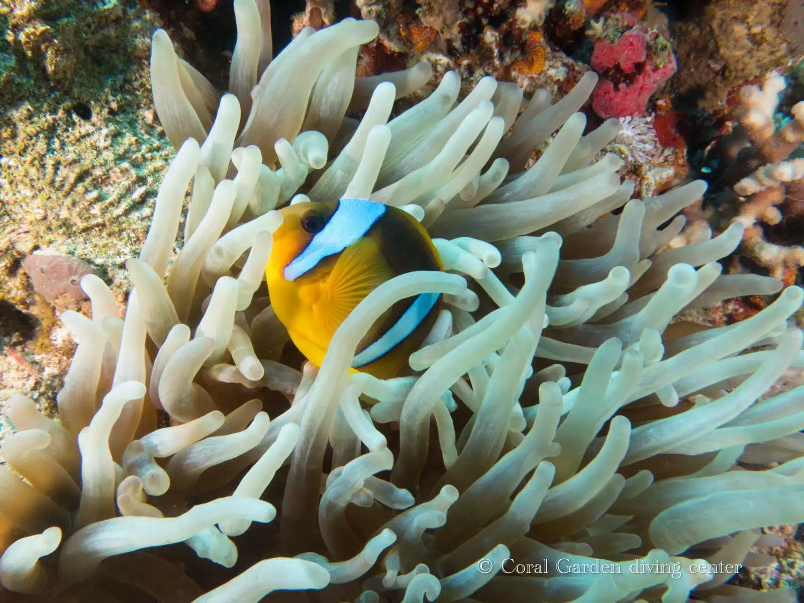 nemo fish in red sea