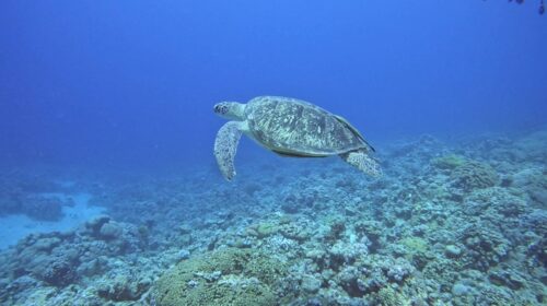 marine turtles