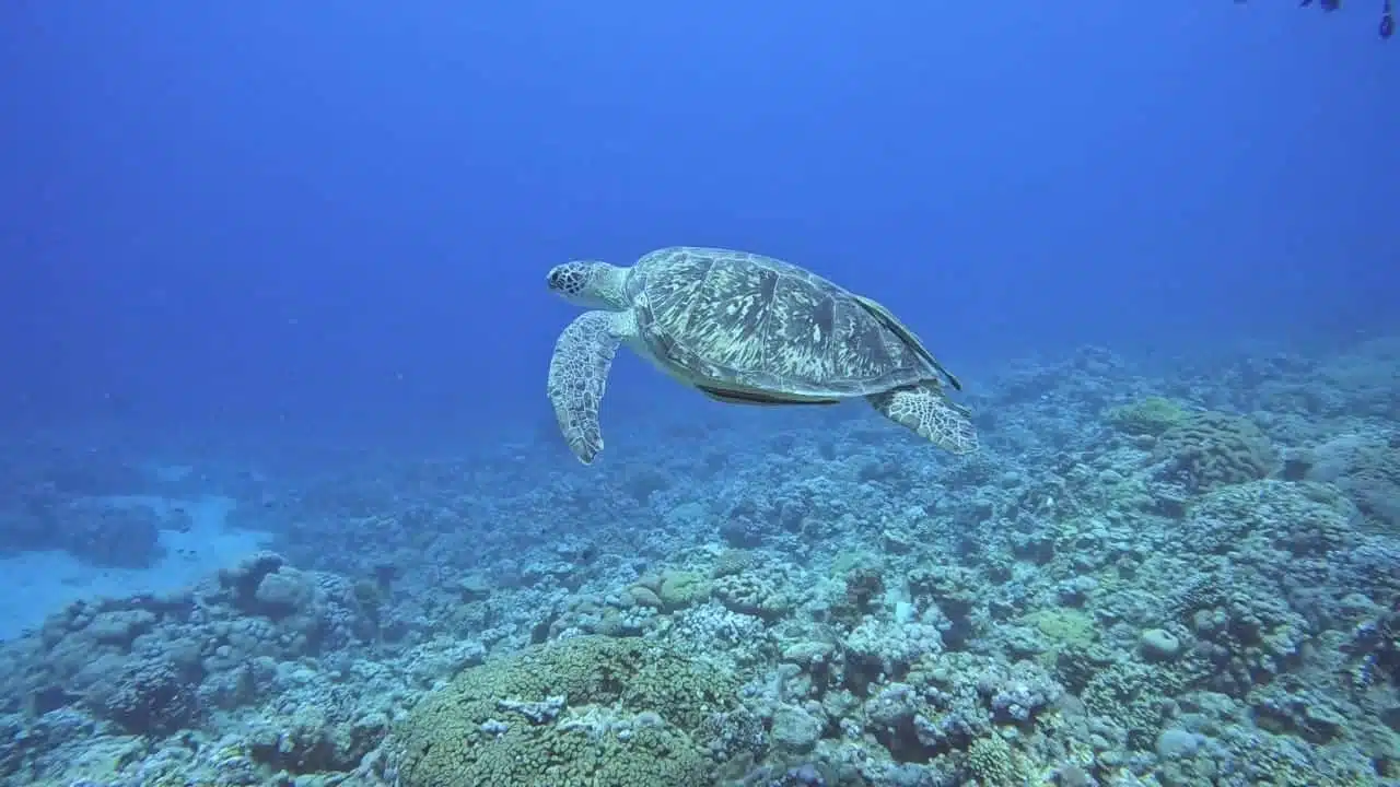 turtle marine turtles
