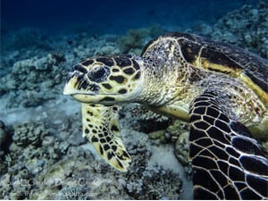 sea turtle next corals