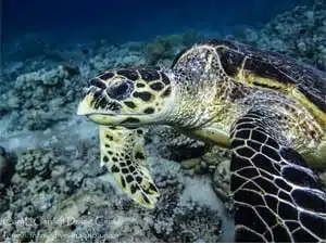 sea turtle sea turtle next corals