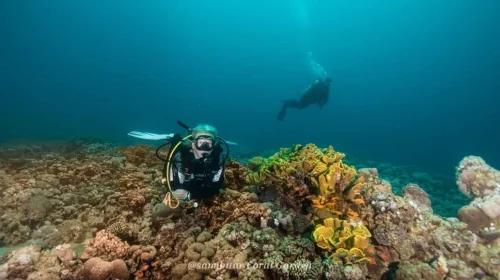 Diving with corals and marine life