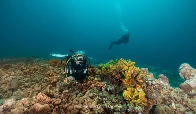 Diving with corals and marine life