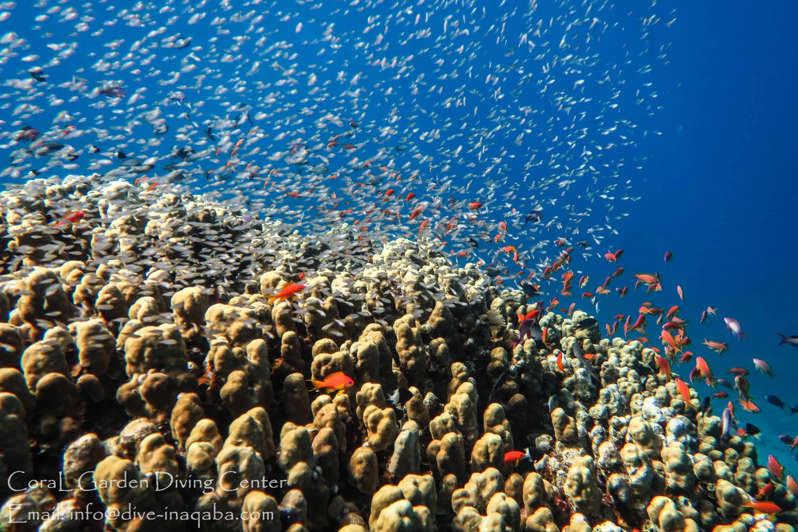 Corals and Marine life sites in aqaba 