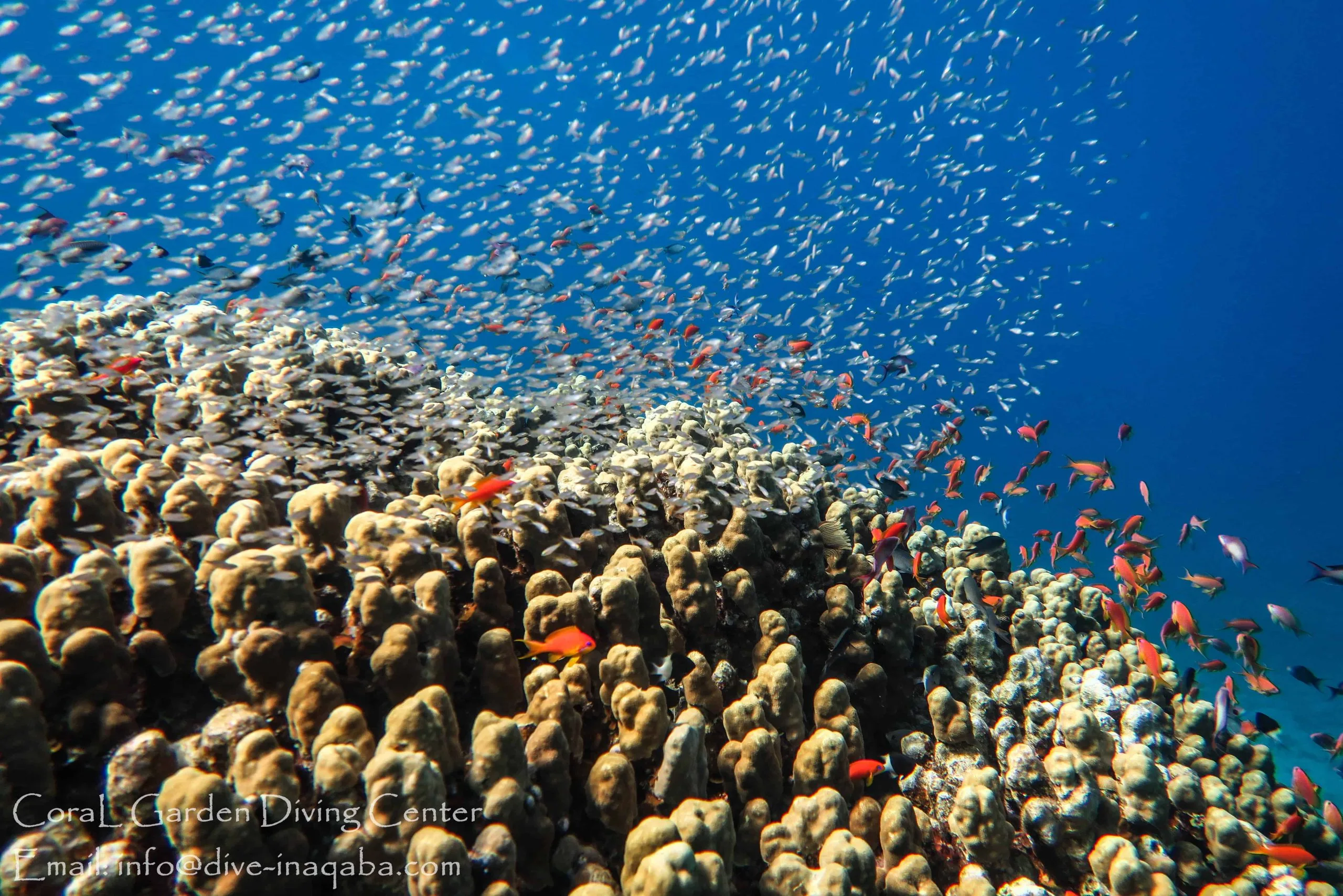 small-fish Corals and Marine life sites in aqaba