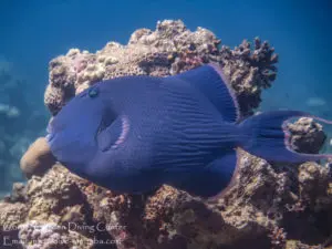 a blue trigger fish swimming