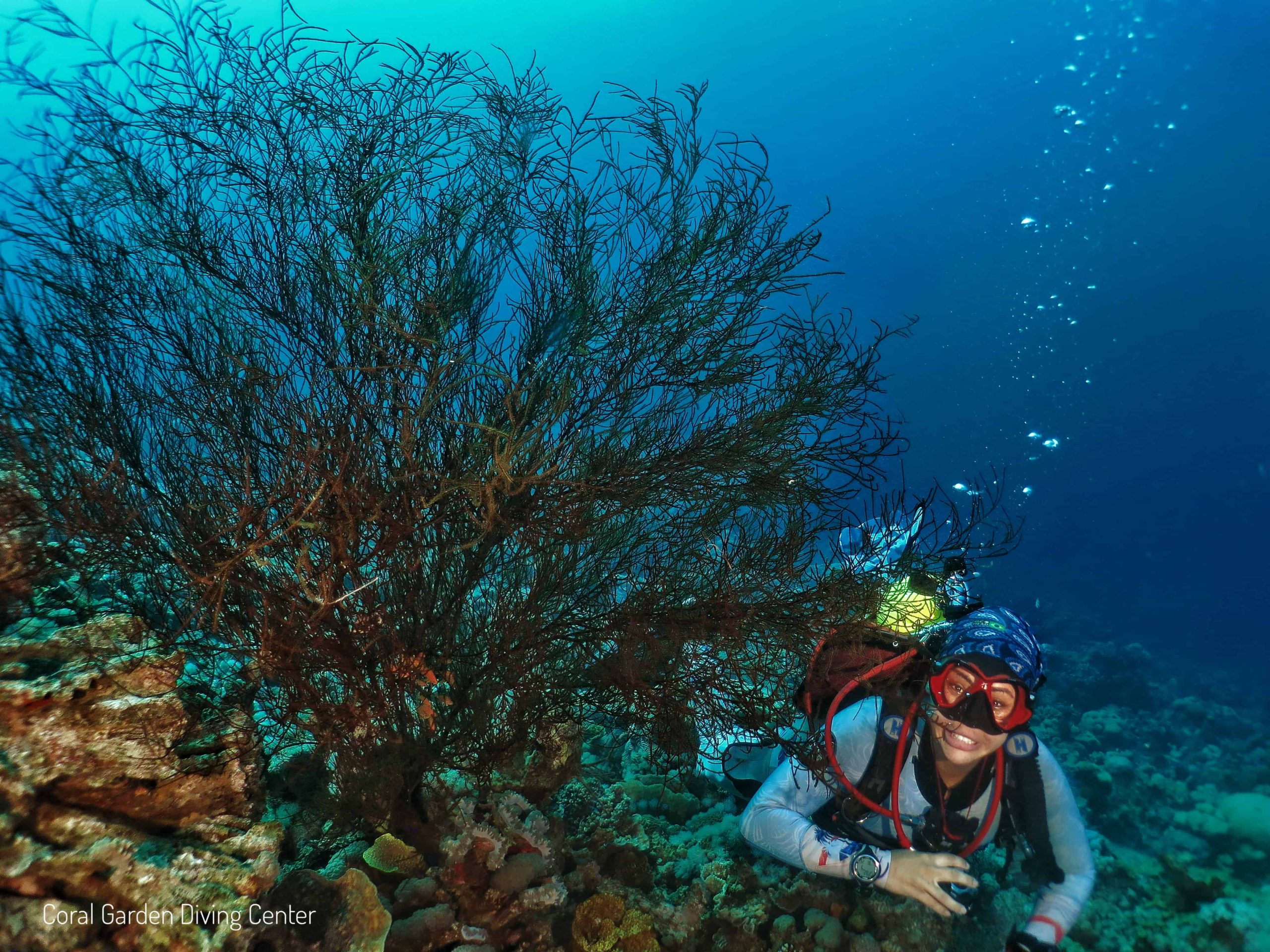 underwater tree