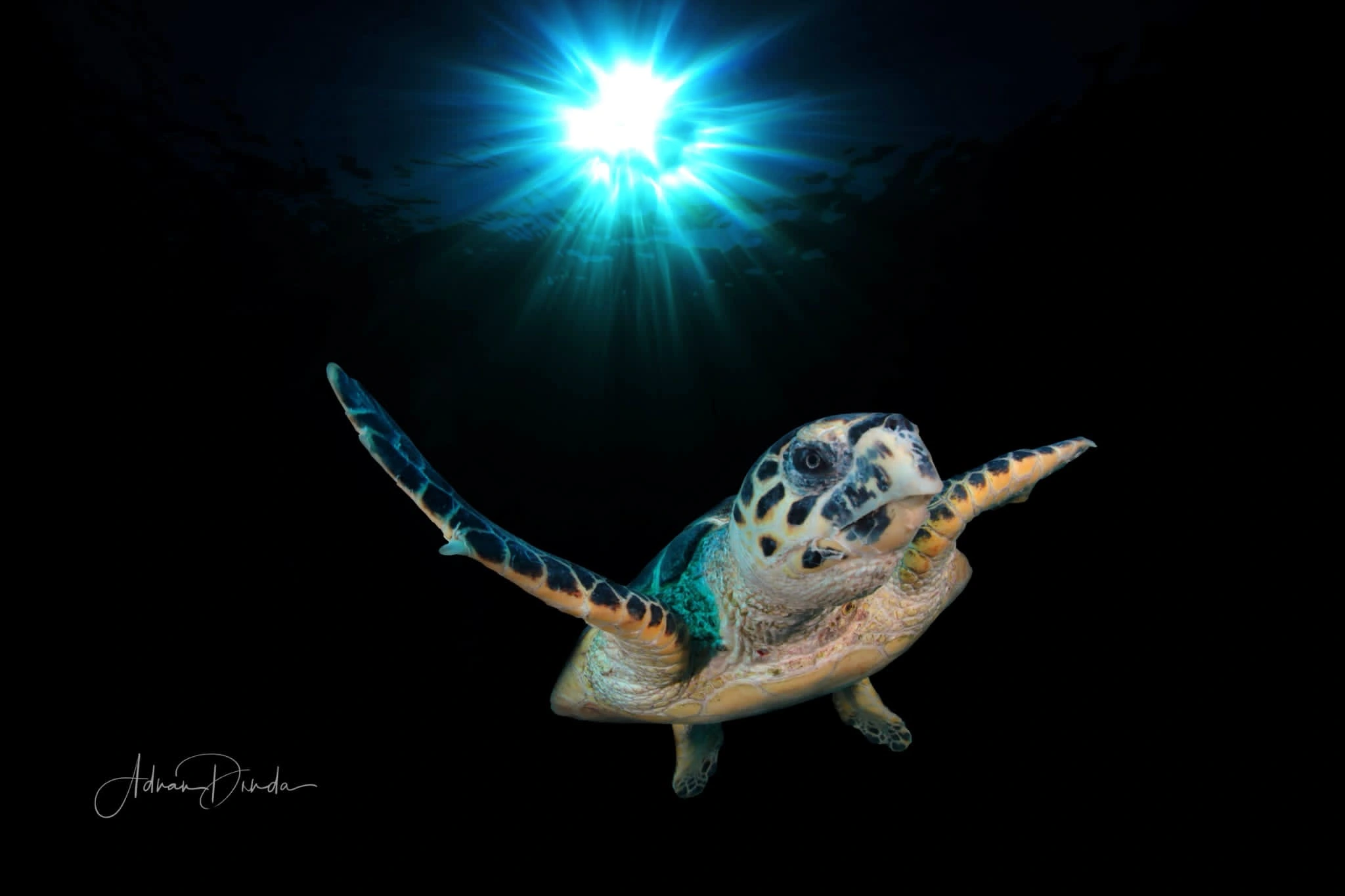 turtle under water