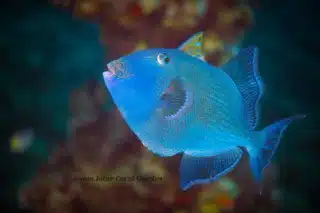 Redtoothed triggerfish